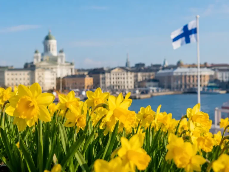 Keltaisia narsisseja kukkii Helsingin rannassa, taustalla Tuomiokirkko ja Suomen lippu.