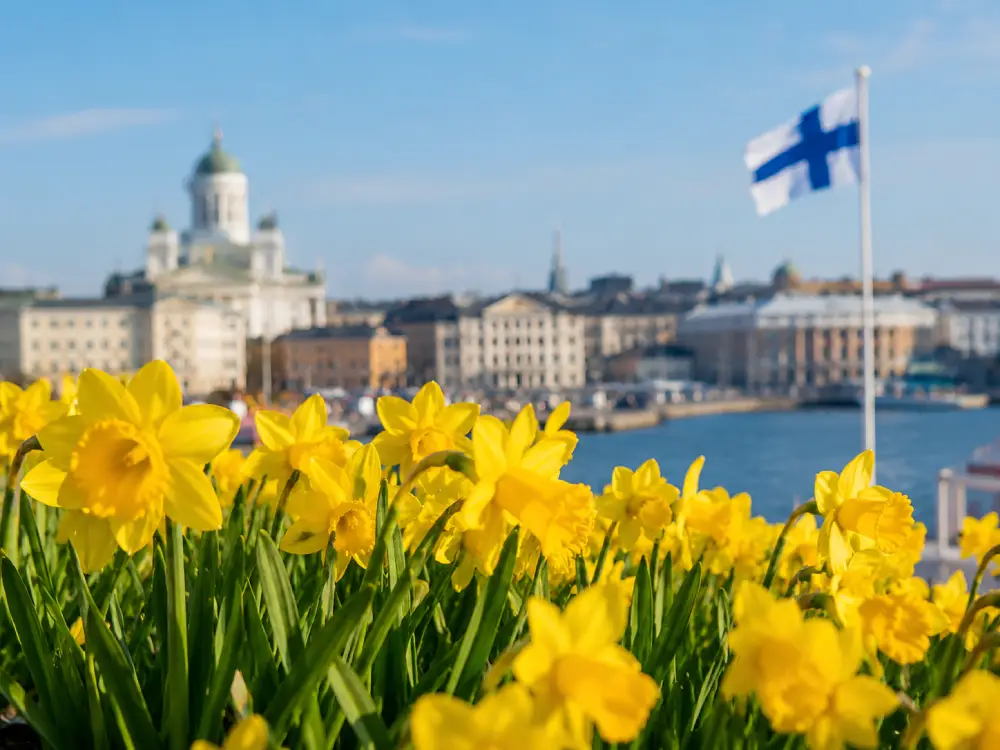Keltaisia narsisseja kukkii Helsingin rannassa, taustalla Tuomiokirkko ja Suomen lippu.